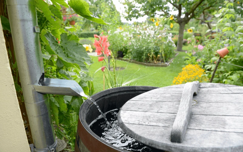 800x450 water flowing from a silver gutter into a wooden water collection system barrel with a well manicured green yard with colorful flowers in the background