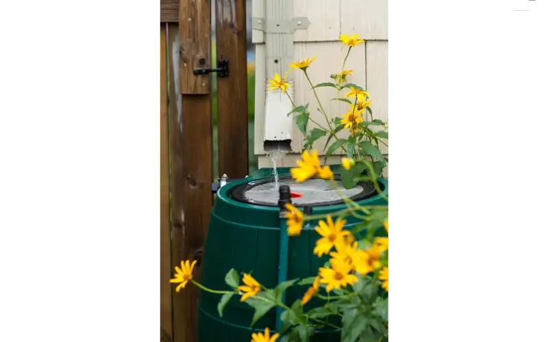 800x450 water flowing from a gutter into a green water collection barrel. a green plant with yellow flowers border the bottom and right side of the barrel