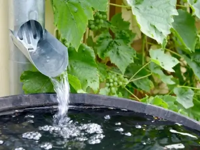 a stream of water flows from a gutter downspout into a collection rain barrel with greenery in the background.